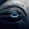 흑동고래 암컷의 눈동자