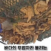 우리나라로 넘어온 바다의 무법자 불가사리의 최후