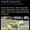일본 사가현에서도 늑구 탈출사건 발생 