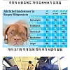 개도 세금을 내는 나라